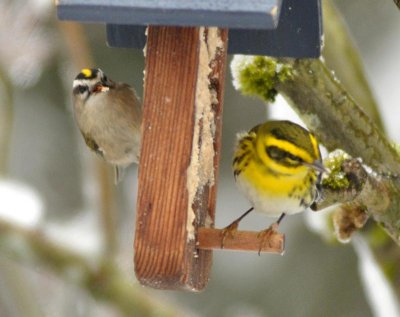 Golden Crowned Kinglet and Townsend's Warbler