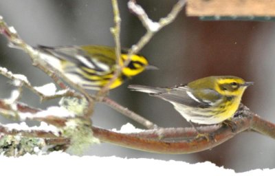 Two Townsend's Warbler