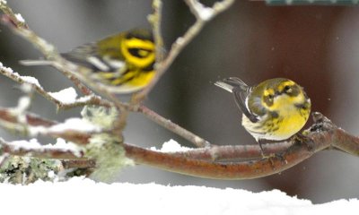 Two Townsend's Warbler