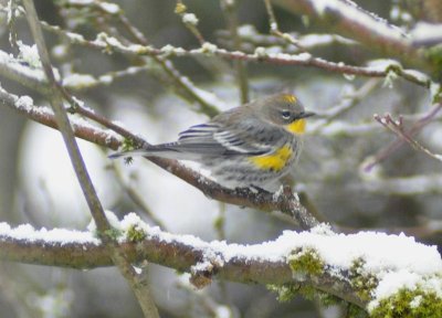 Yellow Rumped Warbler