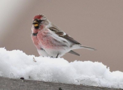 Common Redpoll