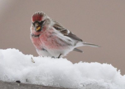 Common Redpoll