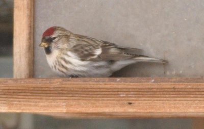 Common Redpoll