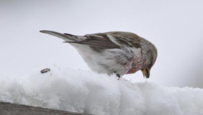 Common Redpoll