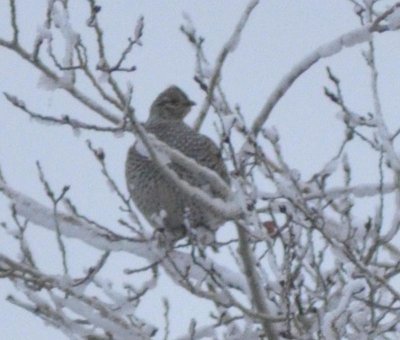 Sharp-tailed Grouse