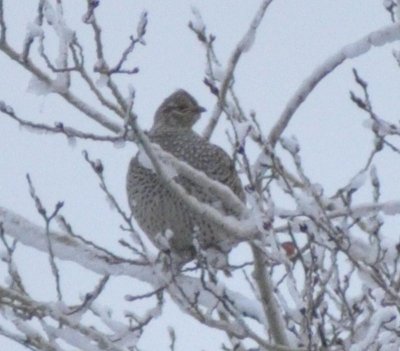 Sharp-tailed Grouse