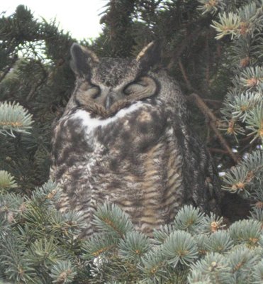 Great Horned Owl