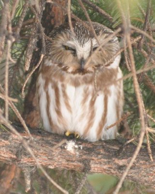 Northern Saw-Whet Owl