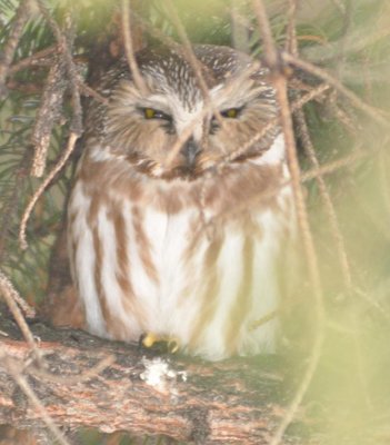 Northern Saw-Whet Owl