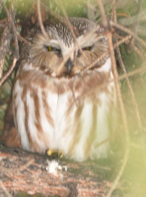 Northern Saw-Whet Owl