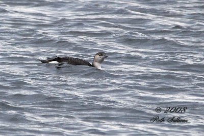Arctic Loon 0194