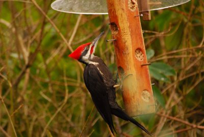  More Pileated Woodpeckers