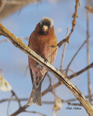 Gray-crowned Rosy-finch interior