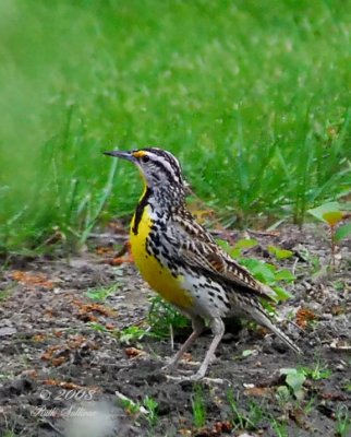 Western Meadowlark