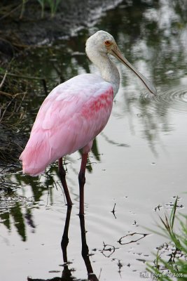 Roseate Spoonbill