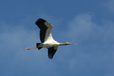 IMG_1200c.jpg