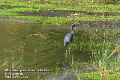 blue-heron-jax.jpg