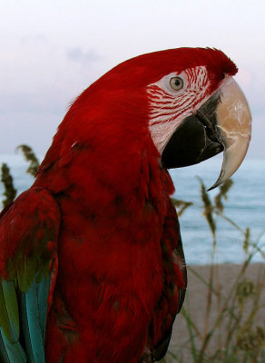 Big Red