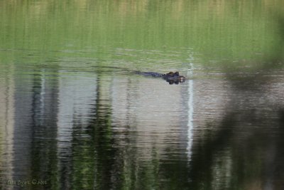 Gator 3