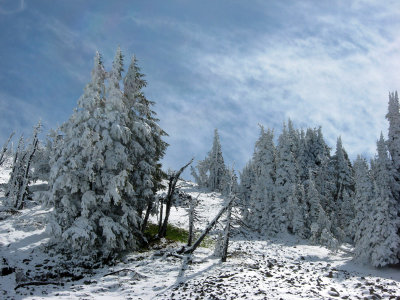 Snowy Evergreens