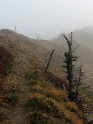 Trail Through Fog