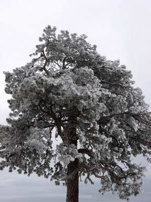 Lone Tree