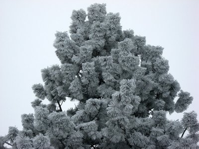 Winter Tree