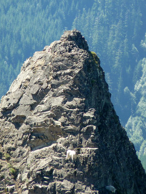 Mountain Goat