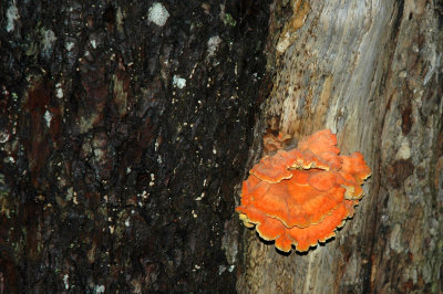 Fungi