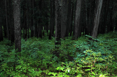 Flashed Forest