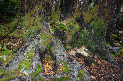 Tree Base