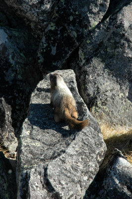 Marmot from Above