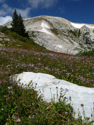 Flowers and Medicine Bow