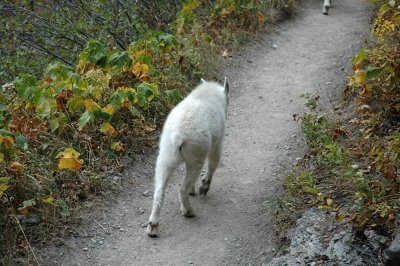 Baby Goat Ambling By