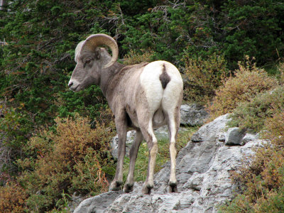 Big Horn Ram From Behind