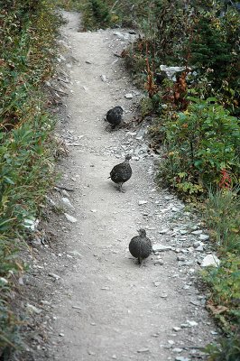 Birds on Trail