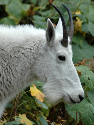 Goat Head Zoomed