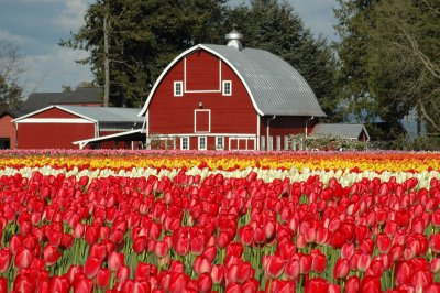 Barn and Red Tulips