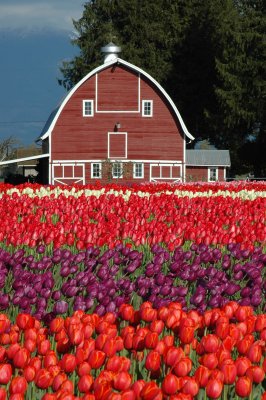 Barn and Red and Purple