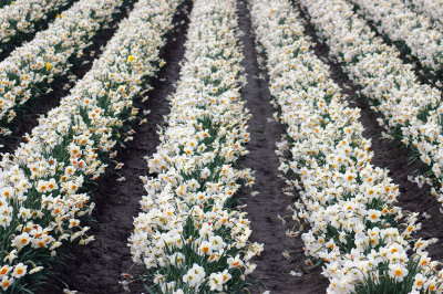 Daffodil Rows