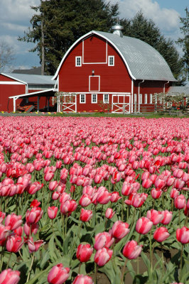Barn and Tulips