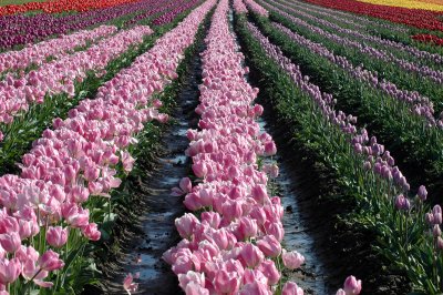 Pink and Various Rows