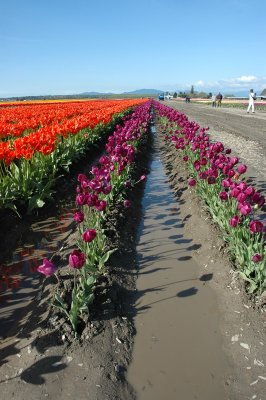 Purple Mud Row