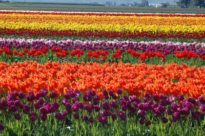 Rainbow Tulips