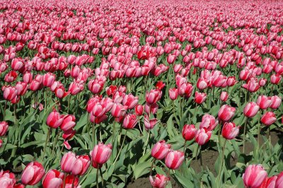 Red Tulips to Infinity