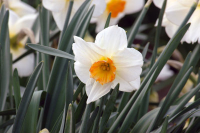 Single White Daffodil