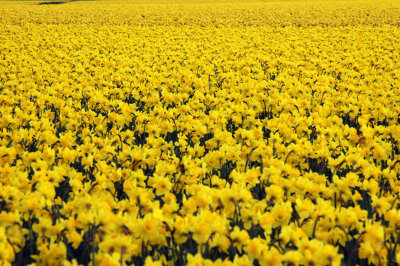 Yellow Daffodil Fields