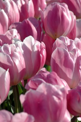 Skagit Valley - Tulip Festival 2005