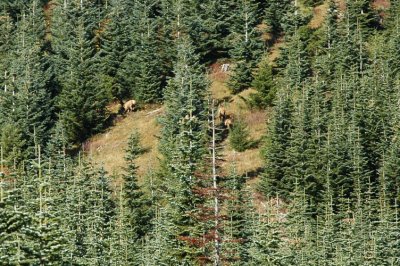 Elk Herd