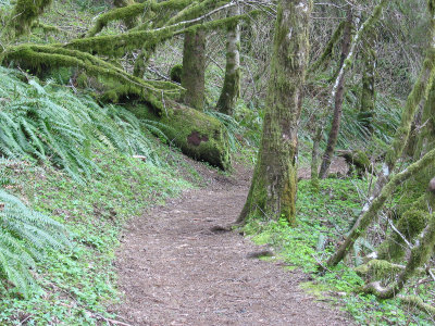 Trail through Forest